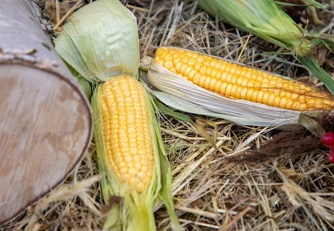 700 килограммов кукурузы украли трое злоумышленников в Кимовском районе