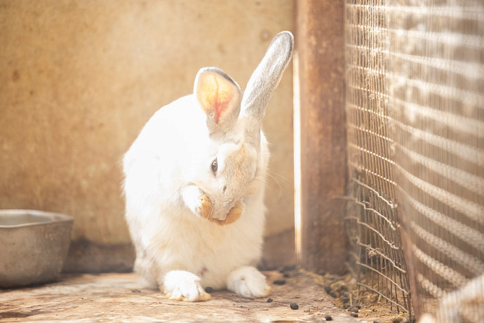 Туляков предостерегли от покупки кроликов в качестве подарка на Новый год