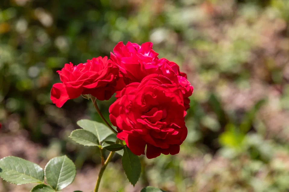 IMG_0386.jpg IMG_0386.jpg