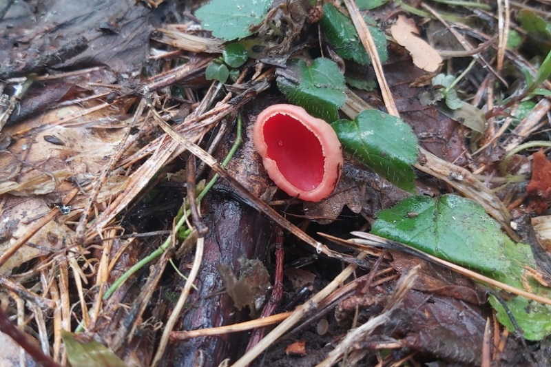 Первый весенний гриб саркосцифа / «Грибы в Туле и Тульской области. Тихая охота»
