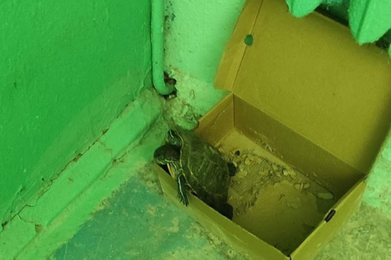 По словам новомосковцев, это могут быть красноухие черепахи / «Подслушано Новомосковск»