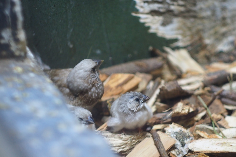 Регулярно потомство приносят горлицы и амадины / Тульский экзотариум
