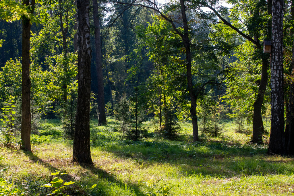 Лес.jpg Лес.jpg