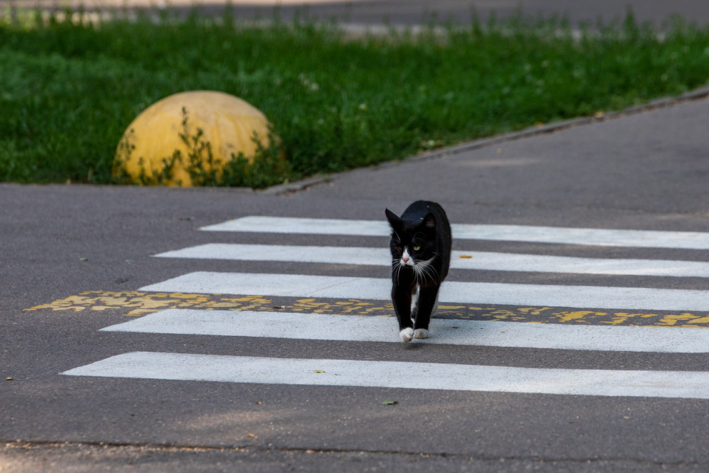 Черная кошка перебежала дорогу – что делать? — ТСН 24