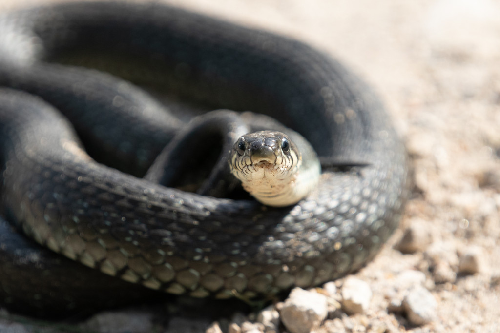 Самая распространенная змея в регионе - это уж. Однако, он не опасен для человека / Тульская служба новостей 