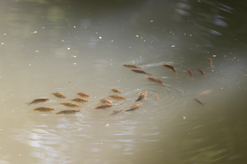 рыба.jpg рыба.jpg