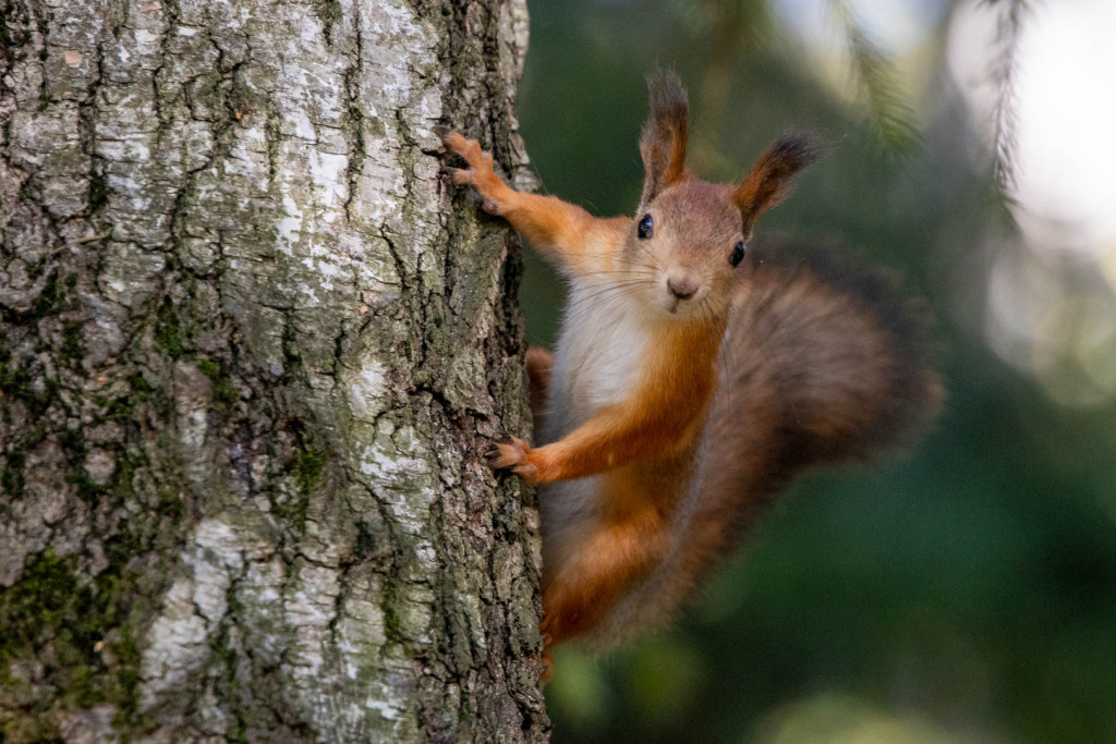 1 (15).jpg 1 (15).jpg