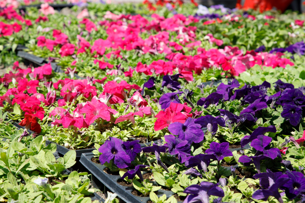 Около 246 тысяч многолетних и однолетних цветов будут высажены на 82 объектах в Туле / Тульская служба новостей
