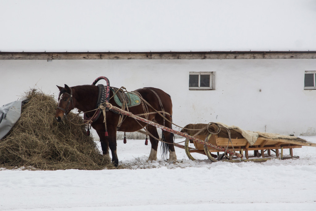 Лошадь у конюшни_2018 г..jpg
