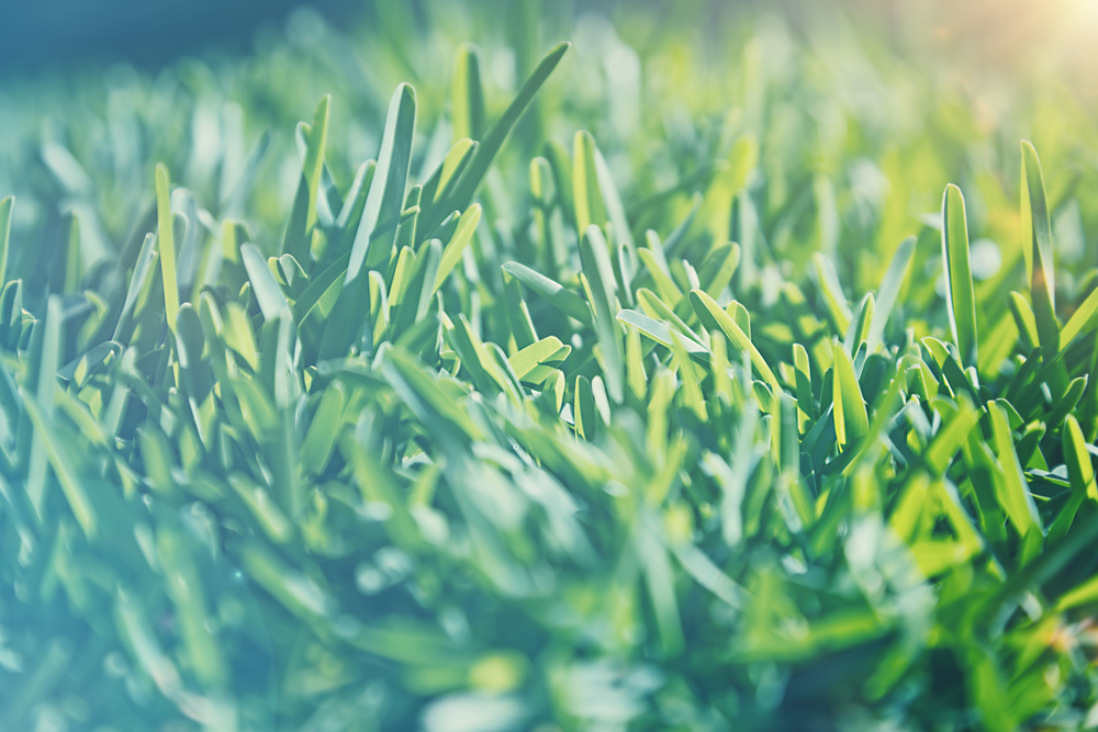 стадион футбольное полеAnna_Om.jpg