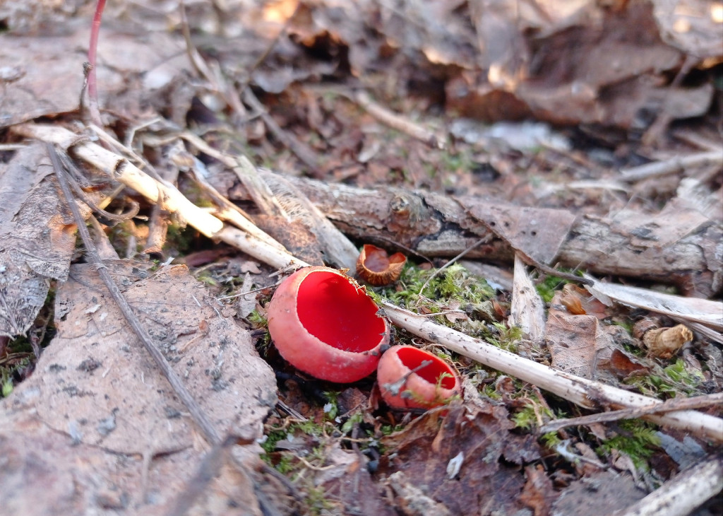 Илья Евсеев Саркосцифы.jpg