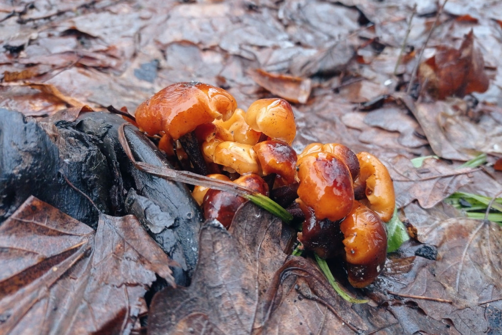 Фламмулина в тульских лесах / «Грибы в Туле и Тульской области. Тихая охота»
