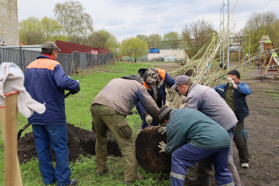 В Новомосковске стартовала весенняя высадка крупногабаритных деревьев ...