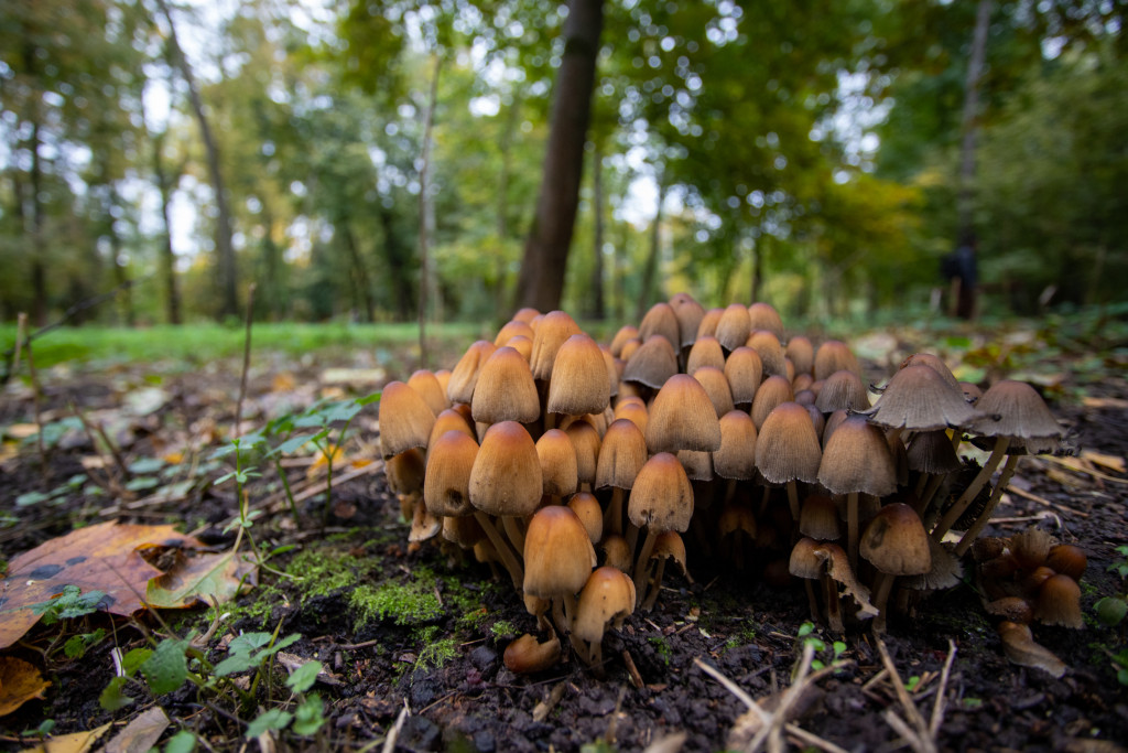 Краснокнижные грибы могут обойтись любителям "тихой охоты" в 2,5 - 5 тысяч рублей / Тульская служба новостей 
