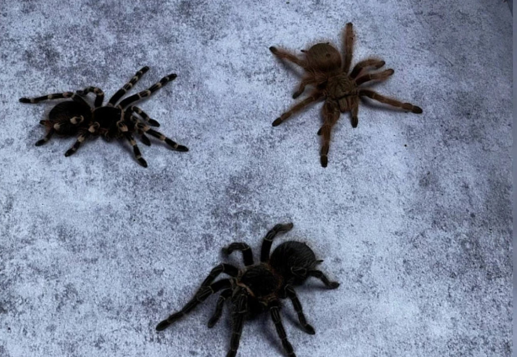 Тарантул Тарантул