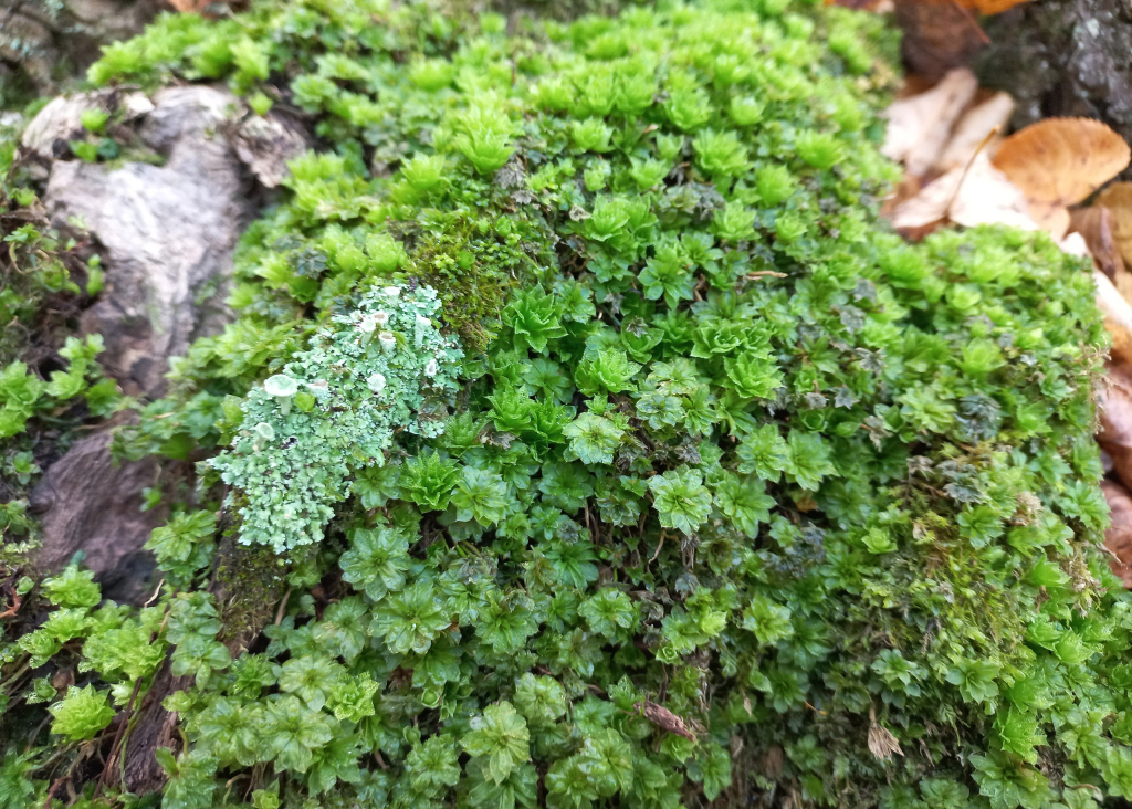 Звёздный мох PlantagoMedia Дзен