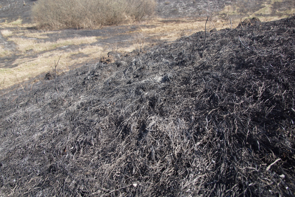 Фото: Записки биологов Тульской области