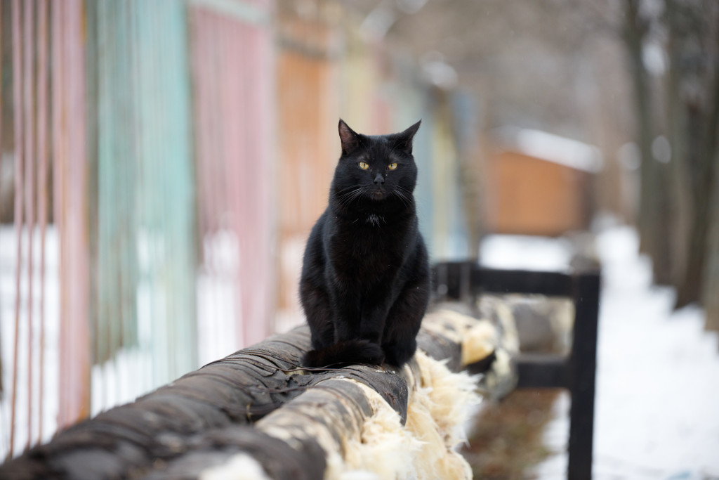 Черная кошка перебежала дорогу – что делать? — ТСН 24