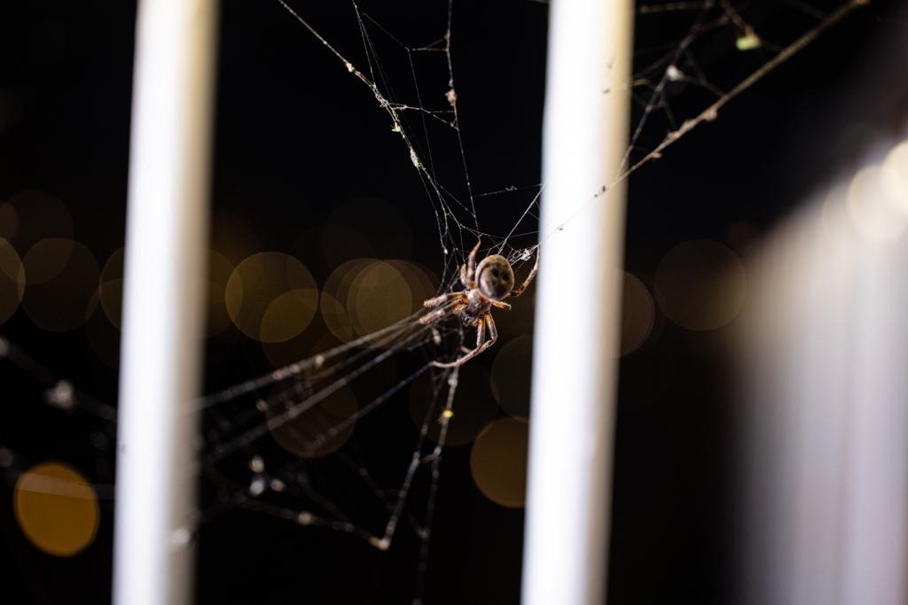 паук 2.jpg паук 2.jpg