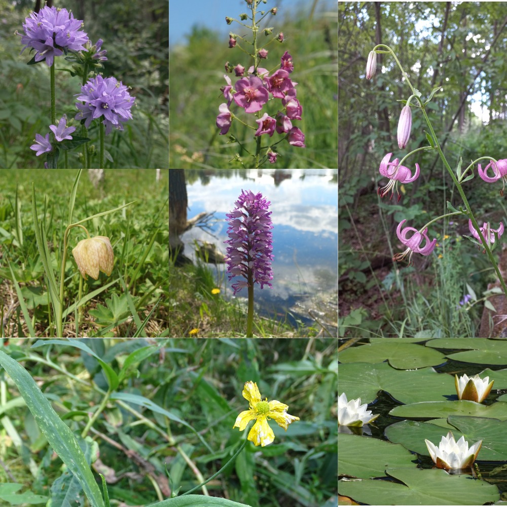 Интересные ботанические наблюдения в Тульской области, сделанные в 2022 году