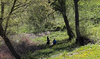 И никак не победить: траты на борьбу с борщевиком в Тульской области за два года выросли вдвое