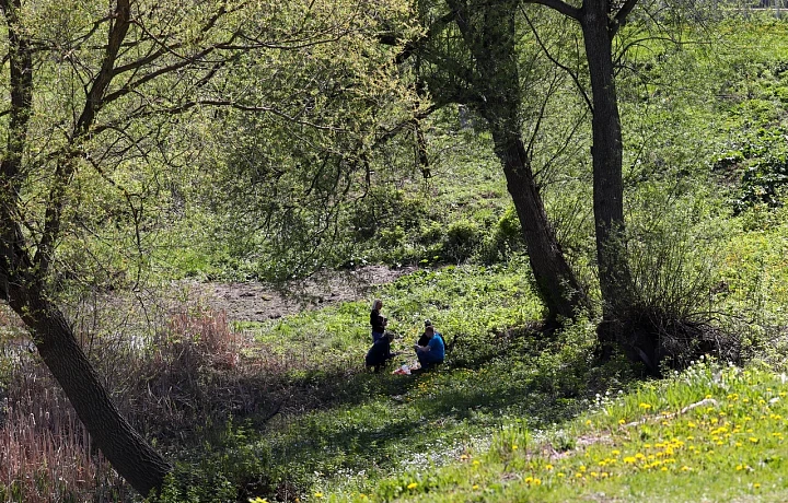 И никак не победить: траты на борьбу с борщевиком в Тульской области за два года выросли вдвое