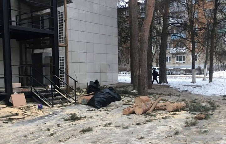 В Алексине Тульской области пилят свежие сосны