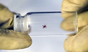 За неделю в Тульской области от укусов клещей пострадали 17 человек