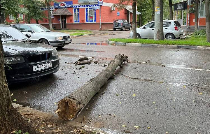 В Туле на улице Болдина дерево упало на автомобиль