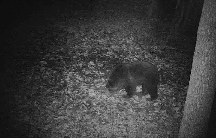 В Белевском районе Тульской области появился бурый медведь