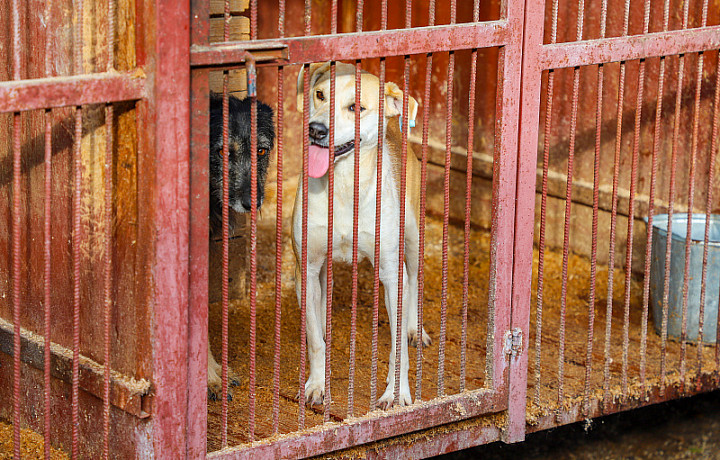 Администрация Тулы поставила на контроль содержание животных в питомниках