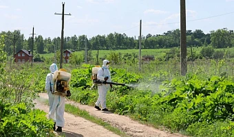 Тулякам рассказали, как полностью вывести борщевик с участка