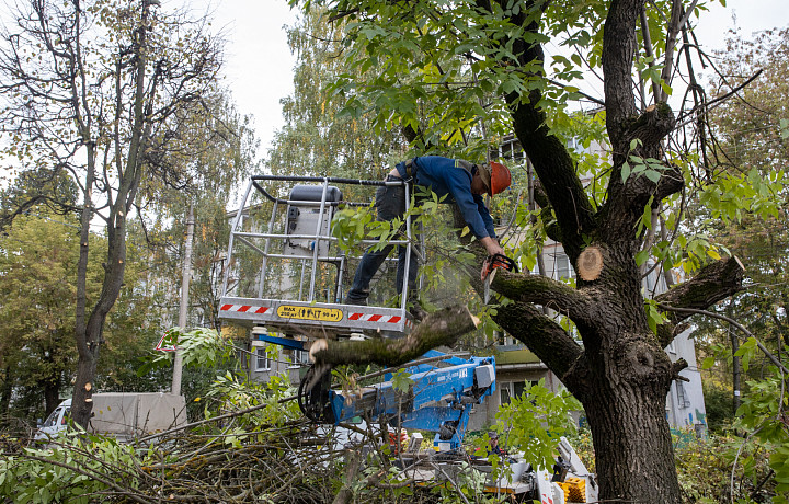 Около 9 миллионов рублей выделили на уборку аварийных деревьев в Туле