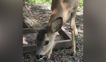 В зооуголке тульского Центрального парка родились две самочки косули