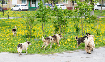 Администрация Богородицкого района заплатит 30 тысяч рублей за нападение собаки на ребенка