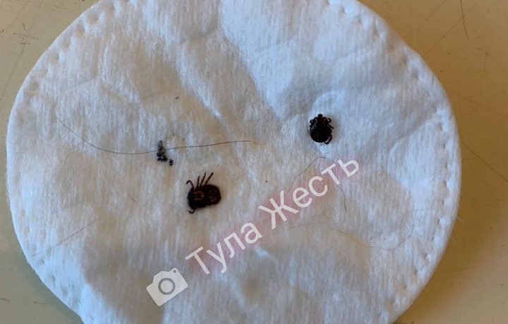 Туляки обнаружили первых клещей в Баташевском саду