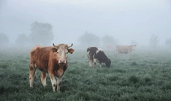В одной из деревень Белевского района объявили карантин по бруцеллезу крупного рогатого скота