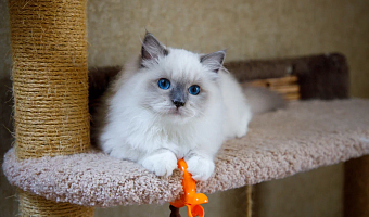 Туляки стали чаще покупать товары и услуги для питомцев перед Новым годом