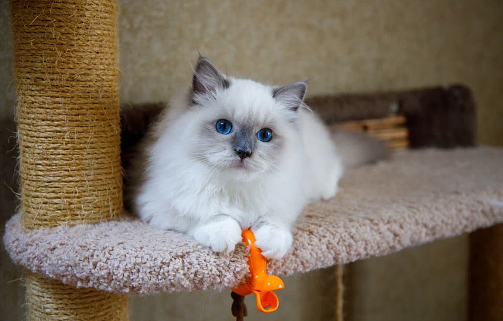 Туляки стали чаще покупать товары и услуги для питомцев перед Новым годом