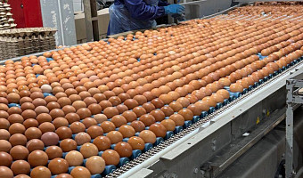 В Тульской области на 30% увеличат объём производств яиц