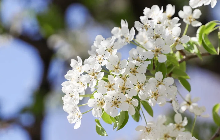 В Туле на 9 Мая прогнозируют заморозки и мокрый снег