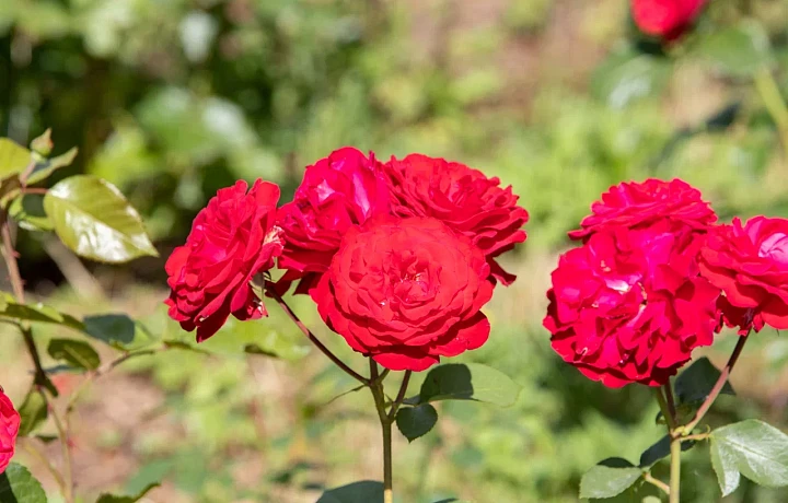 Тульский садовод дала рецепт лучшего средства от тли и черных пятен для роз