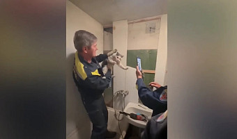 В Туле спасли кота, застрявшего в вентиляции