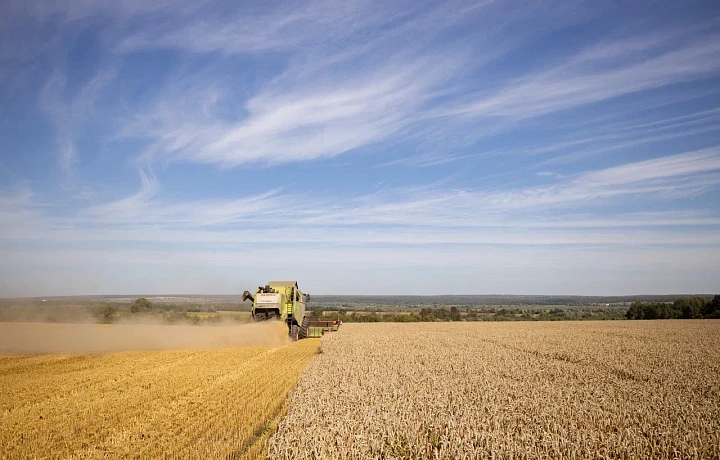 В 2023 году посевная площадь в Тульской области уменьшилась на 15 тысяч гектаров
