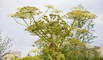 В двух тульских муниципалитетах не нашли 500 тысяч рублей, выделенных из бюджета на борьбу с борщевиком