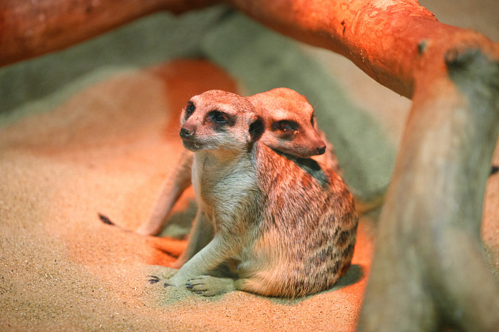 «Сурикаты агрессивно относятся к чужакам»: стоит ли заводить таких питомцев в доме