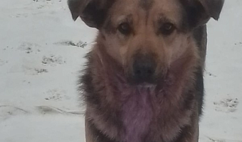 Туляки заметили в Мясново фиолетовых собак