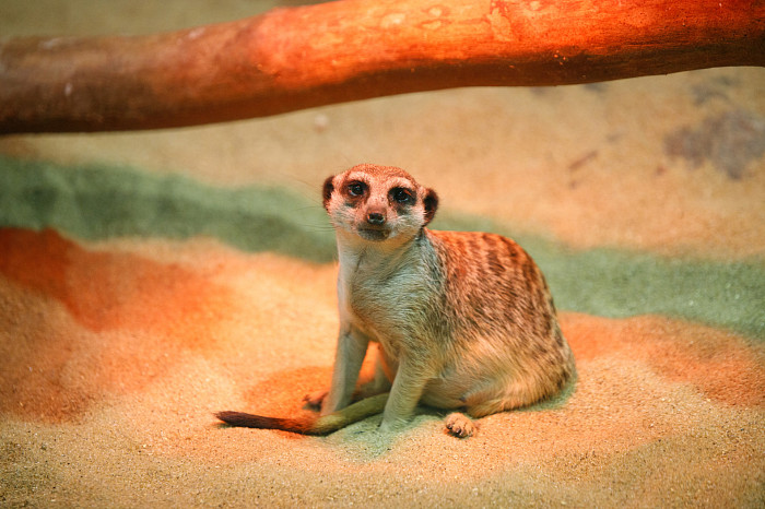 «Сурикаты агрессивно относятся к чужакам»: стоит ли заводить таких питомцев в доме