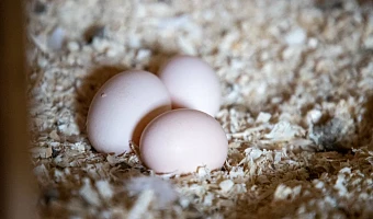 Цены на яйца в Тульской области так и не снизились после резкого подорожания