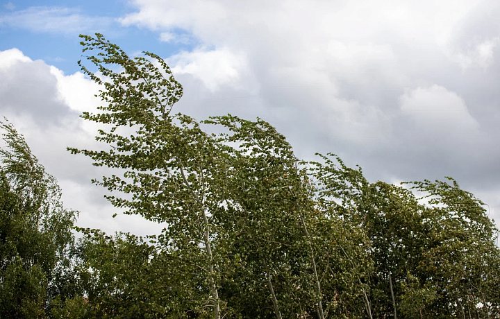В Тульской области 19 июля объявлено метеопредупреждение из-за сильного ветра